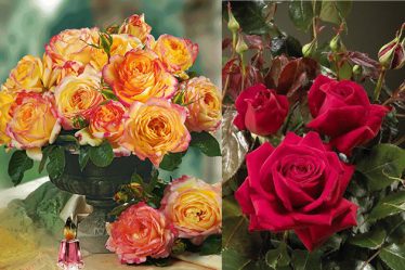 FamousRoses.eu: Trandafirii, mesageri ai iubirii