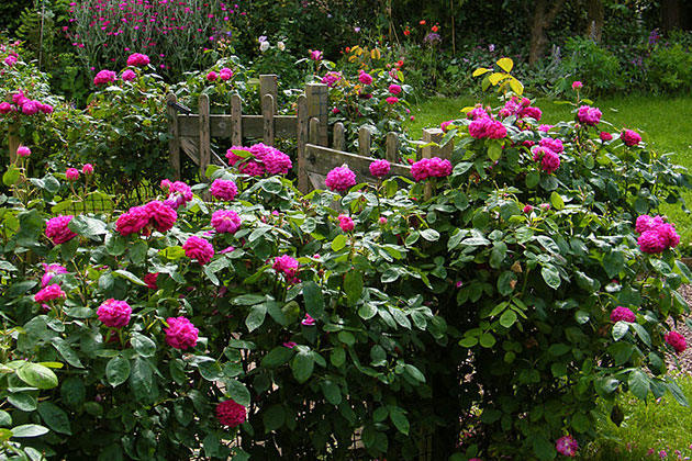 FamousRoses.eu: Incantare in gradina sau deliciu in borcan?