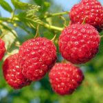 Aromatizarea alimentelor cu ajutorul condimentelor lichide
