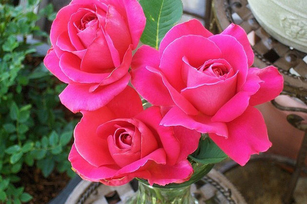 FamousRoses.eu: Trandafirul, secretul gradinilor englezesti