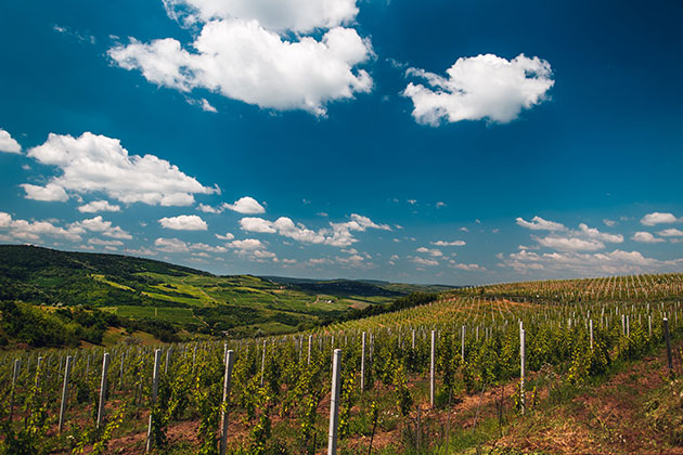 Vincon Romania podgorie