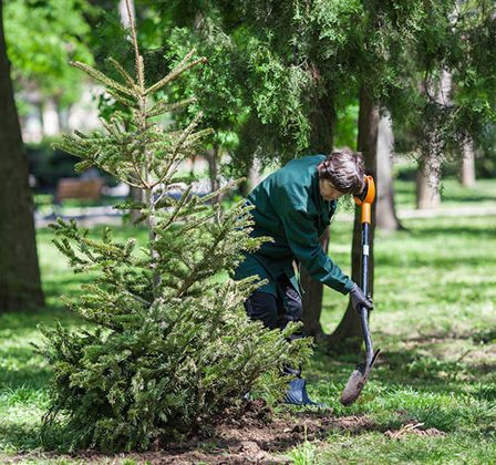 Floria a plantat brazii de Craciun in Herastrau