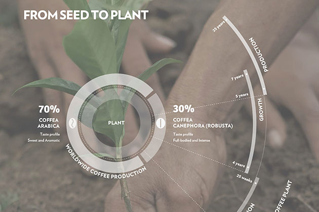 DE LA SEMINTE LA O CEASCA DE CAFEA - cele 5 procese care transforma semintele in bautura aromata pe care o iubim