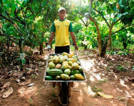 Mondelez combate defrisarile in regiunile in care se cultiva cacao