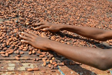 Mondelēz International se angajeaza sa asigure 100% din volumul de cacao pentru toate brandurile de ciocolata, prin programul sau de sustenabilitate Cocoa Life pana in 2025