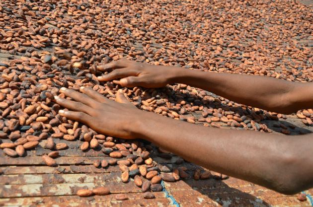 Mondelēz International se angajeaza sa asigure 100% din volumul de cacao pentru toate brandurile de ciocolata, prin programul sau de sustenabilitate Cocoa Life pana in 2025