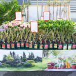 Rusu+Bortun Brand Growers semneaza rebrandingul Dendrio