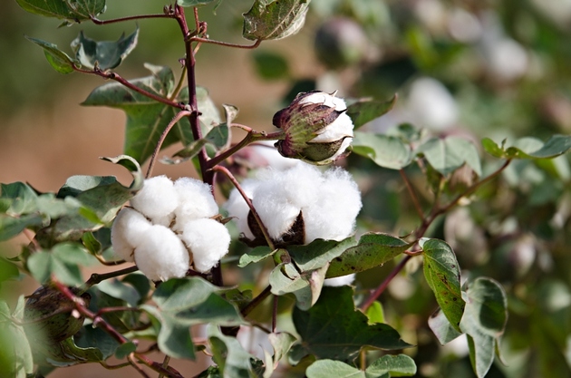 Diesel devine membru Better Cotton Initiative (BCI)