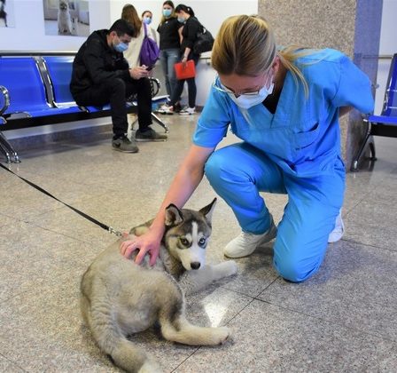Totul pentru animale si despre animale intr-un singur loc 13-15 mai 2022 - "Zilele Facultatii de Medicina Veterinara"