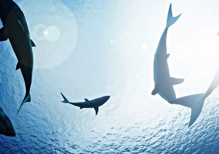 Premierele lunii iulie la National Geographic Wild