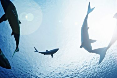 National Geographic Wild gazduieste in iulie a 10-a editie SHARKFEST, un bloc special de programe