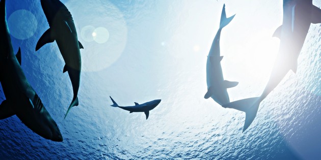 National Geographic Wild gazduieste in iulie a 10-a editie SHARKFEST, un bloc special de programe