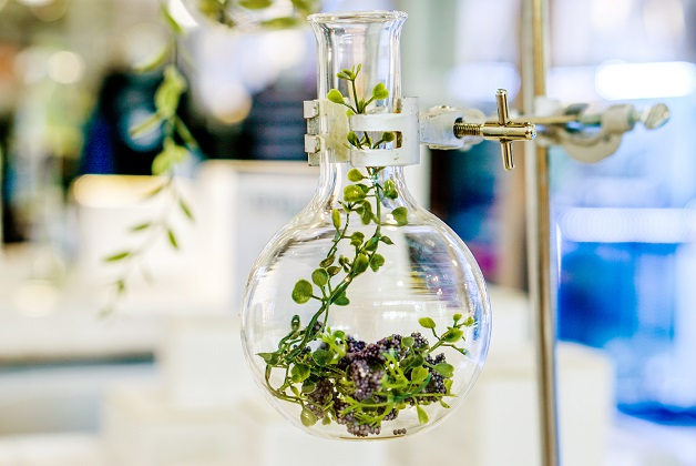 L'Oréal investeste intr-o companie de biotehnologie, pentru a dezvolta la scara larga ingrediente pe baza de plante pentru o frumusete sustenabila