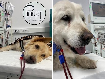 Povestea lui Lord, catelul salvat de clinica veterinara Patrupet