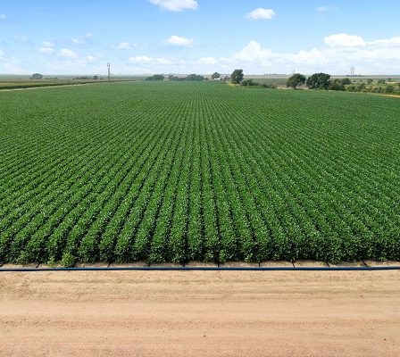 PepsiCo anunta proiecte de accelerare in domeniul agriculturii pentru a sprijini modul de trai al fermierilor, pentru a extinde gradul de inovare sustenabila si pentru a accelera agricultura regenerativa pe tot globul