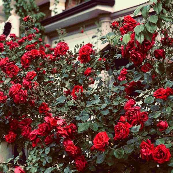 Semnificatia trandafirilor in cultura spaniola