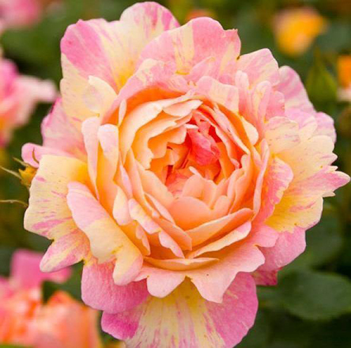 Rose Des Cisterciens