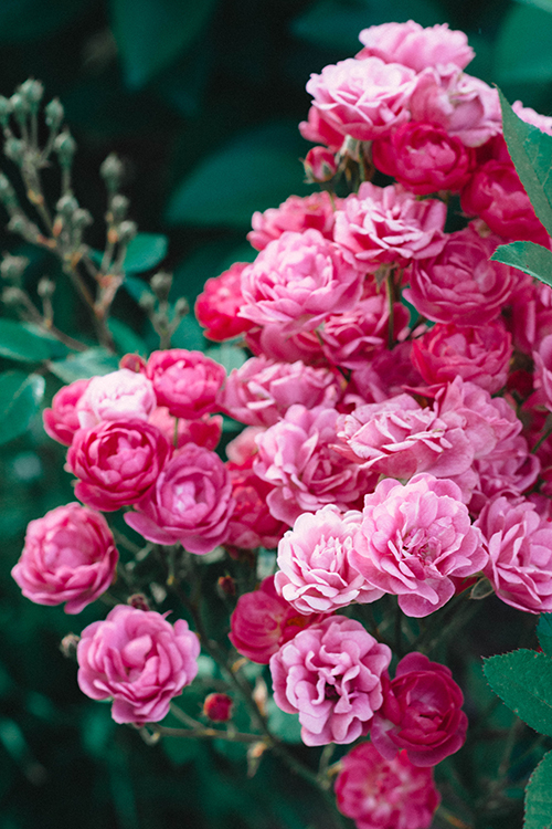 Trandafiri Zephirine Drouhin