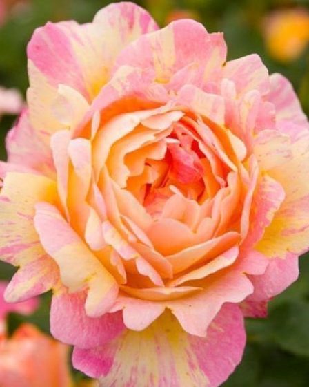 Cele mai faimoase 4 tipuri de trandafiri