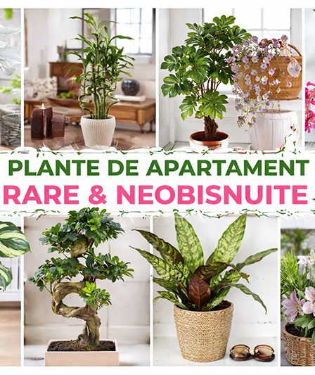Plante de apartament rare si neobisnuite - 9 alegeri spectaculoase pentru un interior cu personalitate